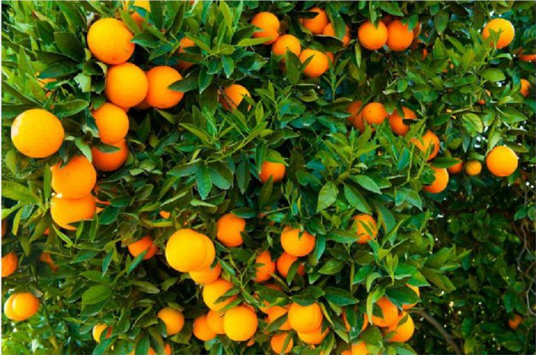 naranja es la fruta característica de Florida